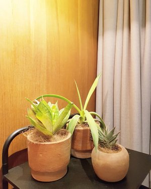 Indoor plants make me happy. 😁
.
.
.
#travel #ClozetteID