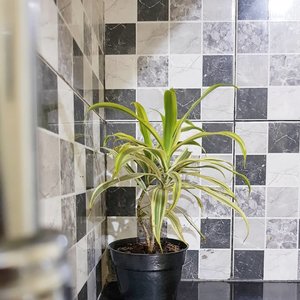 Dracaena.

It requires less water than most indoor plants.

#lifestyle #ClozetteID