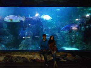 Aquarium Date 💓
.
.
.
#ClozetteID #Couple #l4l #fff #seaworld #Ancol #travelblogger