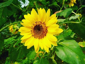 Engkaulah matahariku 💋🌻 #flowers #takenbyoppo #oppor7s #clozetteid
