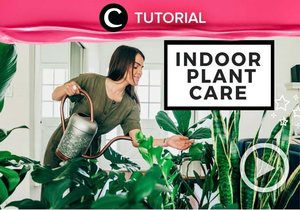 Calling all plant-mama! Yuk, ikuti tips dan trik berikut untuk merawat tanaman hias dalam ruangan: https://bit.ly/3y22d3G. Video ini di-share kembali oleh Clozetter @dintjess. Lihat juga tutorial lainnya di Tutorial Section.
