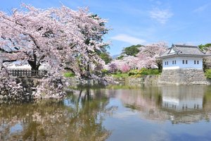 Waktu dan Tempat Terbaik Melihat Sakura Bermekaran di 2020 