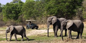 Your Ultimate African Safari Guide