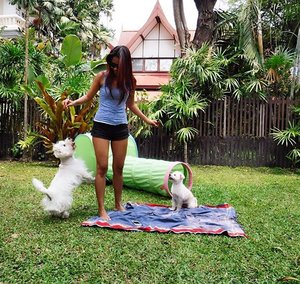 Playing with @buddy_mywestie and his sister its like rehab for me from my "humans" world, garden its always our favorite place... We love green ☘🌿🌴🌳 #ClozetteID #StarClozetter #indonesianlivinginbangkok #fblogger #instadog #bangkok #thailand #like4like