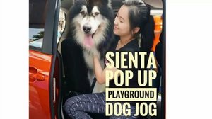 Here's the video of Sienta Pop Up Playground Dog Jog💖💖 Look how much Kenzo @kenzothemalamute loves @toyota.id Sienta!! There's also this cute Bruno @brunotheadventurer taking pictures in front of Sienta😆😆
.
Check my youtube channel to see full video (click the link in my bio)
.
Check out their posts as well❤❤ :
@makeupwithselly
@miradamayanti 
@aliciaatheng 
@feliciamarcellina
.
@beautynesiamember
#popupplayground #unlockyourplayground #mysienta #beautynesia #beautynesiaxtoyota #beautynesiamember #doglover #instadog #like4like #instafollow #instalike #instaphoto #instadaily #clozette #clozetteid #dogsofinstagram #dogevent #cutedog #dogjog #petsdaily #petstagram #petslovers