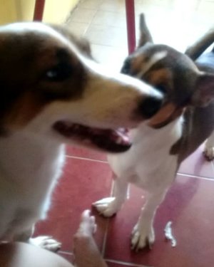 Srintil 🐶 & Lodaya 🐶
.
.
.
#lodaya #lodayamydog #srintilmydog #srintil #dogs #doginsta #dogstagram #picsoftheday #petlife #pets #pets_of_our_world #petsgram #dogslovers #igersworldwide #igersindonesia #ritystory #travelerlife #womanblogger #mydog #animalphotography #animals #animaloftheday #cutedogs #like4likes #likeforlike #followforlike #clozetteid #clozette