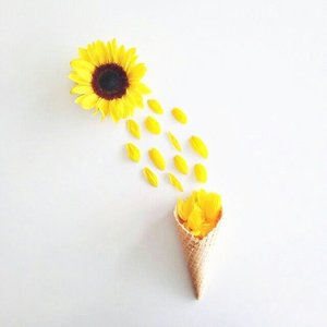 All flowers are beautiful in their own way, and that's like women too - Miranda Kerr
.
#Clozetteid #sunflower #pinterest