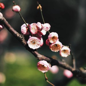Apparently I have so many flower pics from my Japan trip. Should I you with spam it? 😍..#vheiigoestojapan #travelwithvheii #clozetteid