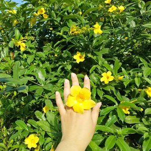 Every morning person deserve delicious nasi uduk and this blooming yellow flower. Good morning everibebiih ❤❤❤ #clozetteid #dailyquotes #meylisaagustina