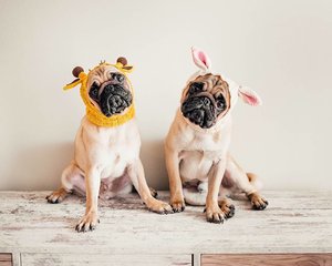 Happy Easter from us  @bikangkentang.thepug 🐶🐰And huge Thankies to @teepee_creative for the cutest Easter snood 😗😗 #pugventure #puglife #pugsofinstagram #clozetteid #pugsnotdrugs #pugtohug