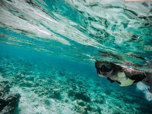 Under the sea 🐳🐠🏄
#GiliBabes #GiliSnorkeling #BarceBabesOnTrip #exploreindonesia #underthesea #clozetteid