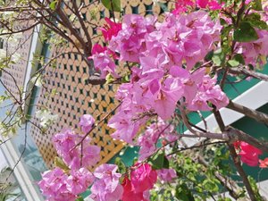 Thank God is Fri(y)day!! Spring has come🏵🌸
.
.
.
#clozetteid #ggrep #wonderlandbykartika #blogger #lifestyleblogger #lifestyle #travelblogger #travelling #spring #vacation #cherryblossom #pinkflowers #ulzzang #블로거 #얼짱  #라이프 #스타일 #블로거 #ライフスタイルブロガー #ブロガー #kawaii #かわいい #旅行 #旅行ブロガー#여행 #여행자 #여행스타그램#indonesianhijabbloger #bloggerperempuan #kumpulanemakblogger #hijaberscommunity