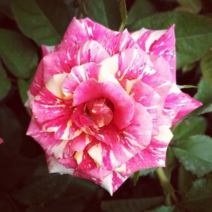 Happy New year all... Salam sayang dari alam.. 😘😘🌼🌼 #rose #flowerpower #flowers #pink #clozetteid #starclozetter #newyear #holiday #2017