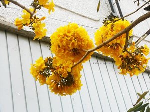 Panas-panasan di Braga pas liat bunga-bunga kuning mekar langsung foto abisan gemes banget!
.
.
#clozetteid #flower