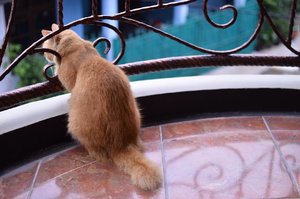 Si empus menunggu jemputan... Mau malem mingguan 😸😸😸
😺: @khalilibrahiiim 
#cat #catsofinstagram #kitty #clozette #clozetteid