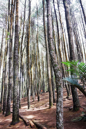 SRS BLOG: IMOGIRI PINE FOREST, THE GREAT OUTDOOR IN YOGYAKARTA