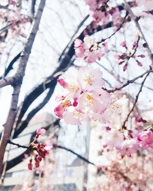 # Ueno Park #
🌸🌸🌸🌸🌸
Love at first sight.

#SamsungS6 #GalaxyS6 #SamsungID #indahrptrip #IndahRPinJapan #japantrip #cherryblossom #sakura #springinjapan #UenoPark #ClozetteID