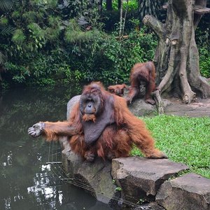 Orang Utan at the zoo. #clozetteid #starclozetter #animal #orangutan #tamansafari #tamansafaricisarua #zoo #nikon #nikonphotography #lisnadwiphoto