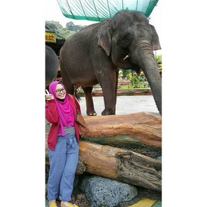 Pose sama gajah tapi sambil ketakutan,hahaha. Ya abess wortel di tangan diincer sama gajah2 ini. Dan bener aja, beberapa detik setelah foto ini. Tangan yg masih membentuk angka 2 piss itu disedot sama belalai gajah. Abis itu? Tereak trus kaboorrr,hahahaha.. #clozetteid #clozettehijab #starclozetter #hijabtraveller #zoo #elephant #shortholiday