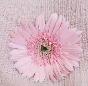 BeYOUtiful ~
#pink #flower #crysanthemum #krisan #bunga #floral #flora #beautiful #lovely #faithfull #pictureoftheday #love #life #lifestyle #clozetteid