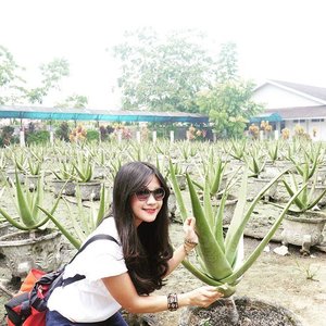 If you come to Pontianak, you should visit Aloe Vera Center. Aloe Vera Center is located at Budi Utomo Street, exactly in Siantan Hulu, North Pontianak.You can find Aloe with giant size. Just imagine, every bark can weigh 1.2 kilograms. In Pontianak, Aloe Vera is known as ‘Lidah Buaya’.In this area, we can see how Aloe Vera is made into flour and various snacks and drinks such as dodol and chips of Aloe Vera. And also Aloe Vera is made for cosmetic products such as Aloe Vera mask, Aloe Vera shampoo and tooth paste.#Aloevera #lidahbuaya #Pontianak #Kalimantan #WestBorneo #KalimantanBarat #culinary #kuliner #flora  #wonderfulIndonesia #PesonaIndonesia #pesonaPontianak #pesonaKhatulistiwa #tourism #Indonesiaonly #view #travel #traveling #traveler #ootd #tshirt #sunglasses #bag #Clozetteambassador #ClozetteID @clozetteID