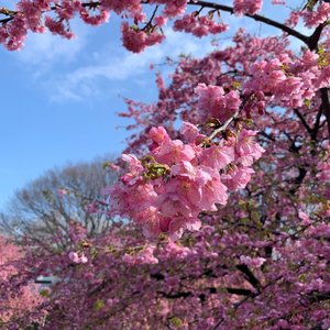 Sneak peak to the early bloomers, blissful view🌸 ...#exploretocreate #clozetteid #shotbystevie #sakura #spring #tokyo #shotoniphone #nofilter