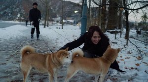 Cuddling with a couple of shiba inu. #Hachiko is also a shiba inu. Maybe they're related 🤔

#ClozetteID #Lifestyle #Travel #Traveling #Japan #Kawaguchi #kawaguchiko #shibainu #dog