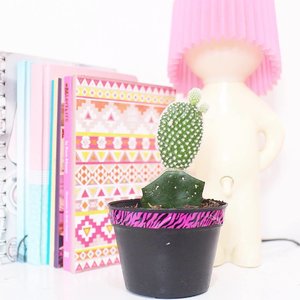 Welcome home, baby cactus.....#cactus #clozetteid #whiteaddicted #homedecor #tumblr