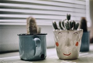 Advice from a cactus:Get plenty of sunshineAccentuate your strong pointBe patient trough the dry spellsConserve your resourceDon’t desert your friendWait your time to bloomStay sharp!___________#clozetteid#cactusquote#magicspells#unsplash