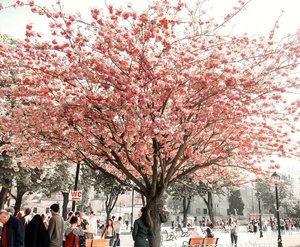 Pink Sakura in Turkey? Why not 😍😍So beautiful! Can't wait to see it another time.