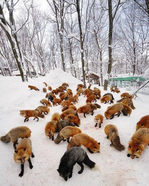 All the foxes. 🦊❤️❄️📸: @marischkaprue #thejournale #thejournalejourney #clozetteid #japan #japanlives #2018 #go_tohoku #dj_tohoku #enjoytohoku