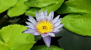 as a lotus flower is born in water grows in water and rises out of water to stand above it unsoiled, so I born in the world, raised in the world having overcome the world live unsoiled by the world.
-Buddha-