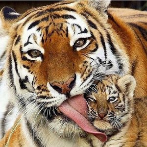 Can you imagine if this picture is white tiger? Moreee adoreable.cute overload. #potd #clozetteid #clozette #pictureoftheday #tagsforlikes #likeforlike #like4like #l4l #followme #followforfollow #instalike #instabeauty #instagood #instadaily #vscocam #vscoluv #vsco #tiger #roar