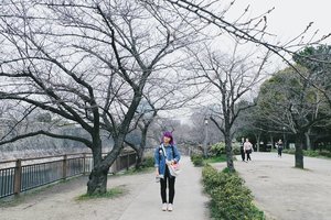 This is what happen if you come too early in cherry blossom season.....😱😱 botak 😭 Padahal kalo udah mekar ini viewnya bakalan pink semuaaaa 🌸🌸🌸 worry not, masih ada lain kali 😆 Editing pics for new post #BigDreamerInJapan .
.
.
#clozetteid #japanloverme #bigdreamerblog #travelblogger #osakacastle #osakacastlepark #osaka #japan #japantravel