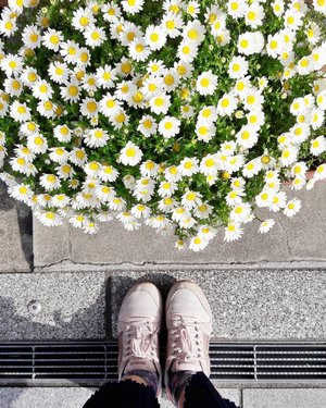 Found this on the way to the station 🌼
.
.
.
#clozetteid #fromwhereistand #japan #kyoto #japanloverme #ggrep #daisy #fashionbloggers #fbloggers #bbloggers #indonesianfemalebloggers #shoesoftheday #京都 #旅行 #ファション #여행 #여행스타그램 #채션스타그램 #파워블로거