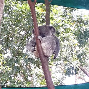 How can they sleep in that position? 😂
#poshplushtravel #australia #goldcoast #currumbin #koala #cute #happy #grateful #instatravel #travelling #traveller #jalanjalan #instanature #bestoftheday #picoftheday #clozetteid