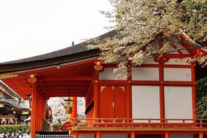 Kyoto. 
A very charming city indeed.

#kyoto #Japan #sakura #spring2018 #cherryblossom #fusimiinari #japanesetemple #temple #Clozetteid #letsgo #traveler #favoriteplace #travel #love