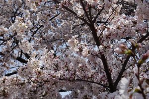 The many faces of Sakura. 
#sakura #igtravel #cherryblossom #hello #iglife #igdaily #igers #ClozetteID #travelwithCarnellin #lifestyle #spring #Japan #tokyo #tokyo2020 #garden