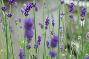 #lavender galore. 
Anak-anak sampe emaknya demen nih aroma lavender. Semua essential oil model apapun pasti dibeli.

Disini jual sabun, lotion, spray water, sampe bantal lavender, pengen kan koleksi semuanya.

#tomitafarm #lavenderfarm #essentialoils #beauty #trip #japan #travel ##ClozetteID #letsgo #summervacation