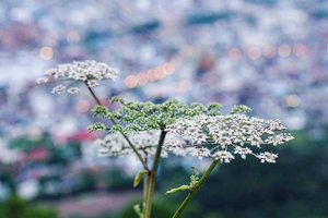 View from above. 
Have a pleasant evening everyone. The sun is setting now, it's time for a night out or dinner with your love ones before tucking in for the night. 
#view #evening #flower #summerflower #love #hakodate #summerholiday #hokkaido #japan #mountainview #beauty #triptoJapan #clozetteID