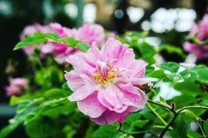 A fresh flower for you, to brighten up your day. Btw, Asikkk Jumat 😁#freshflower #pinkflower #shiroikoibito #beauty #clozetteID #nature #love #travel #summerinJapan #summerflower #summerholiday