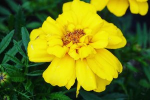Belakangan berasa kalau dress dengan warna tone bright yellow gini cantik deh. Seger banget dan bikin aura kita 'cerahan' 😁#brightyellow #yellow #yellowflower #nature #clozetteID #beauty #love #summervacation #Japan #summerholiday #Hokkaido #pleasure