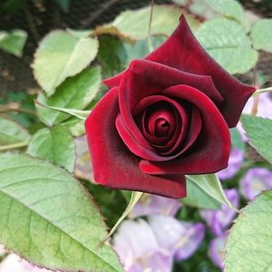 Rose in deep dark scarlet. 
#ClozetteID #Flora #flower #rose