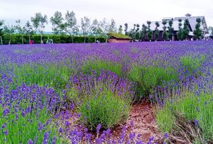 #lavender at #tomitafarm 
#lavenderfield #beauty #travel #letsgo #love #jalanjalan #Japan #furano #ClozetteID #hokkaido #Biei