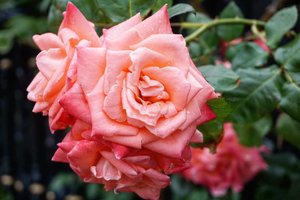 Love 😍Di @shiroikoibitopark juga banyak mawar dalam berbagai type, warna dan jenis loh. They are really pretty and smells so good 🌹We love every colors and type they have.#flowers #rose #pinkrose #trip #shiroikoibito #ClozetteID #love #live #letsgo#travel #japan #sapporo #beauty #hokkaido #summervacation #summer