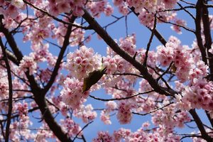 There always something you would be longing for about spring in Japan. Like these happy little bird playing hide and seek in the cherry blossom. Pretty, no?
.
.
.
.
.
.
#spring #japan #bird #cherryblossom #japantrip #travel #travelgram #instatravel #blogger #travelblogger #sonyalpha #instadaily #instagood #instamood #instamoment #clozetteid #like4like