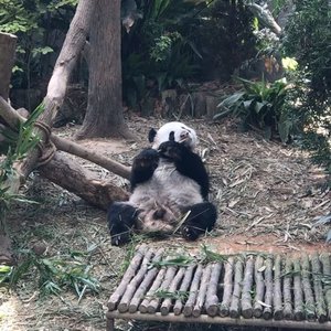 Hello My name is #KaiKai #panda #pandas #singapore #pandalovers #clozetteid #travelling #zoo #singaporezoo #riverzoosingapore #clozetteid