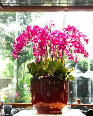 Orchid #flower #orchid #ignesia #instagram #instagood #instamood #clozetteid #pictureoftheday #singapore #instadaily