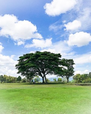 Tree of hope in Eden 
#tree #panorama #panoramic #travel #nature #naturephotography #naturfotografie #instagram #instadaily #instagood #insta #clozetteid #travel #travelphotography