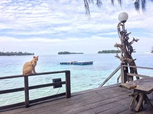 Happy International Cat Day.. 😻😽
.
.
.
Lucky her.. she's living on the private island.. and all her blues are sky and ocean.. .
.
.
No matter how bad you treat those cats in past.. no worries.. start now, let's be nice, please.. 🙏💙
#clozetteid #lifestyle #pulaumacan #islandlife #internationalcatday #sofiadewitraveldiary #blue #wanderlust